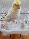 Sunny The Bird