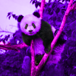 Th3 panda$