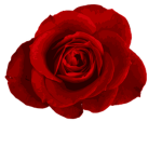 Beautiful Rose Games