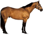 Pretty Horses