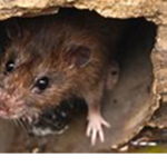 RATS RULE ALL GUCCI