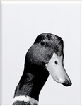 Rudolf the duck!