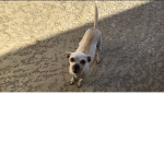 The Little Chihuahua