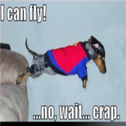 LOL DOG CAN FLY Roblox decal