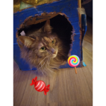 Candy cats ####