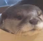 ancient slumbers