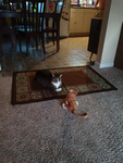 The cats and dogs gang