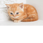 Gatito Club 18