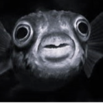 ELFISHÉ