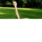 Big Birb Bang