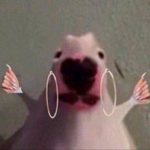 OG PpGang