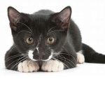 #Meow Cats