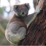 The_Sleepy_Koala_Team