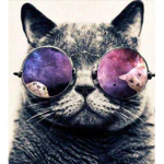 Koolcats strike back