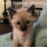 silly siamese studios!!
