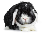 Wonderful Bunny’s