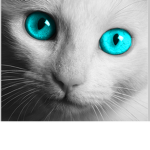 For Cat People.