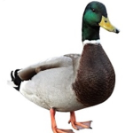 The Duck Family!Quack!