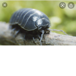 Stinky potatoes bugs