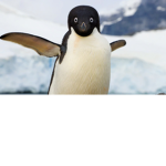 The of penguin cult