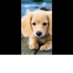 Cute dog.