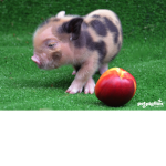 Peachy piggies