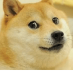 Doge and dog kingdom