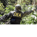 DEA Agency