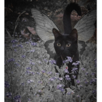 faerycat