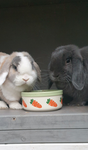 Bunnies talk time