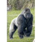 Gorilla monopoly