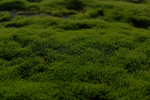 Moss is cool empire