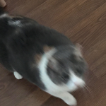 w i i s h f u l