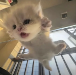 ‘ el gato
