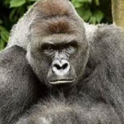 Da Gorilla Gang's Harambe place
