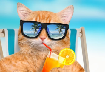 1st house! Cat Paradise! BETA