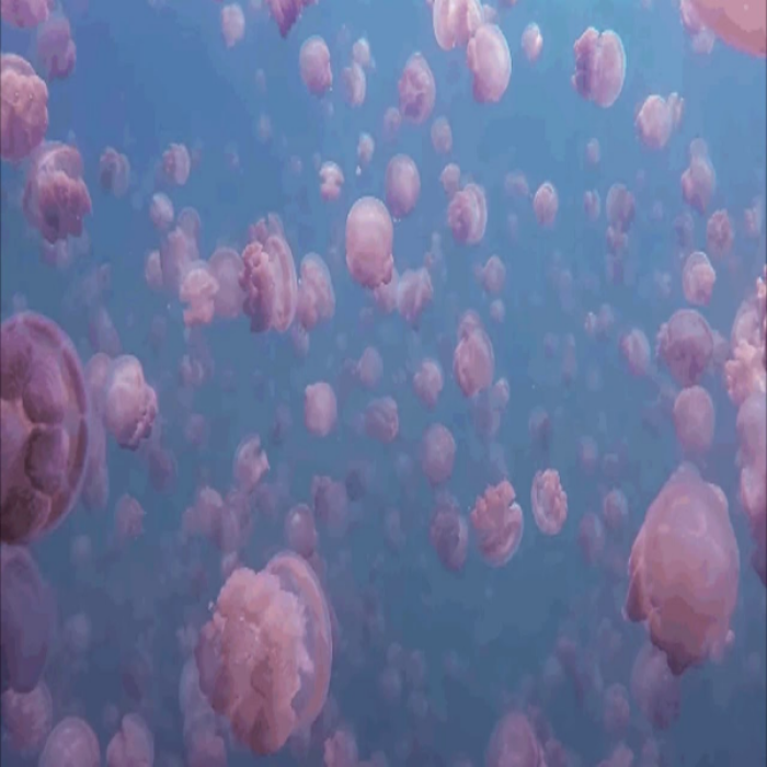 Aesthetic Jelly Fish Roblox decal
