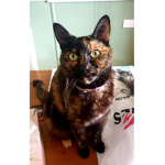 soldiers of cats