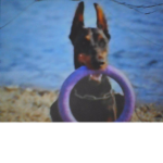 Big Doberman's