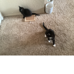 The kitten ba&bs or the kittens gentlemen