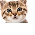 GOD CATS RULE