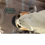 The Shinobi Porg’s