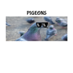 Robo Pigeon Group