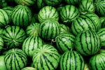 Melons, Melons and more Melons