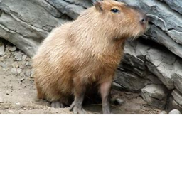 CAPYBARA ATTACK
