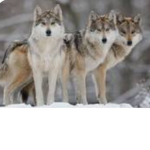 We wolfs