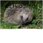 Air Hedgehog