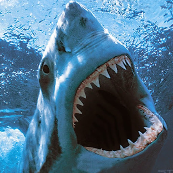 BE KING SHARK 