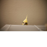 all bird lovers