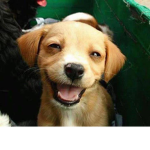 Puppys Are My Fav They Are Nice And Cute